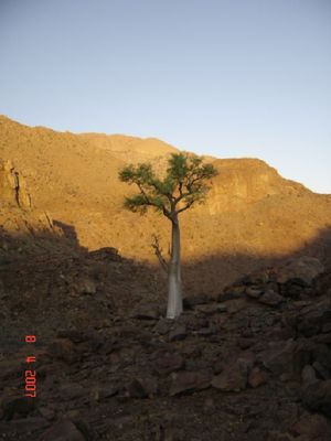 Tree in Brandberg Damaraland, Namibia