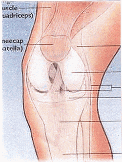 Diagram of knee