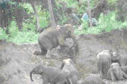Elephants in Sri Lanka Elephants in Sri Lanka