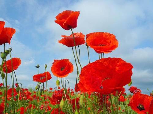 Poppy Field